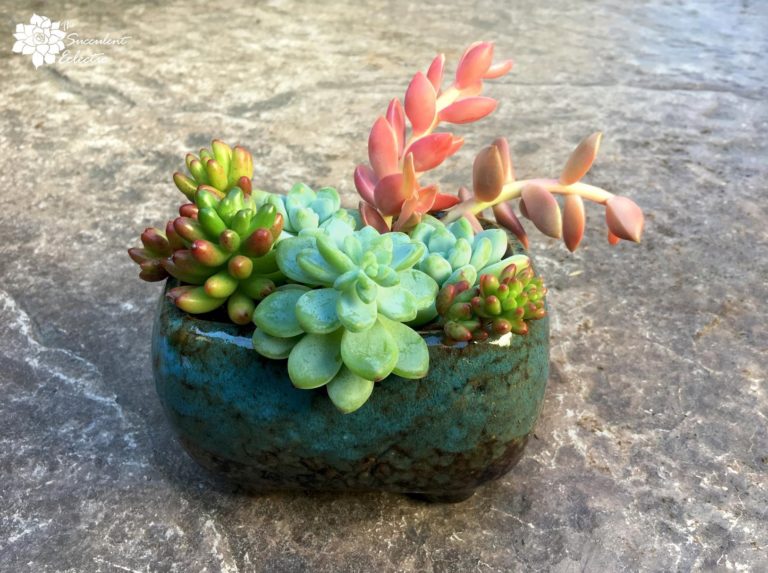 How to Grow Succulent Cuttings! | The Succulent Eclectic