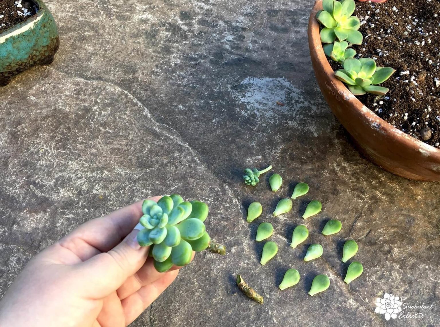 How To Grow Succulent Cuttings The Succulent Eclectic