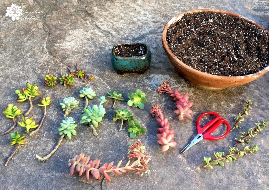 How to grow succulent cuttings with scissors and soil