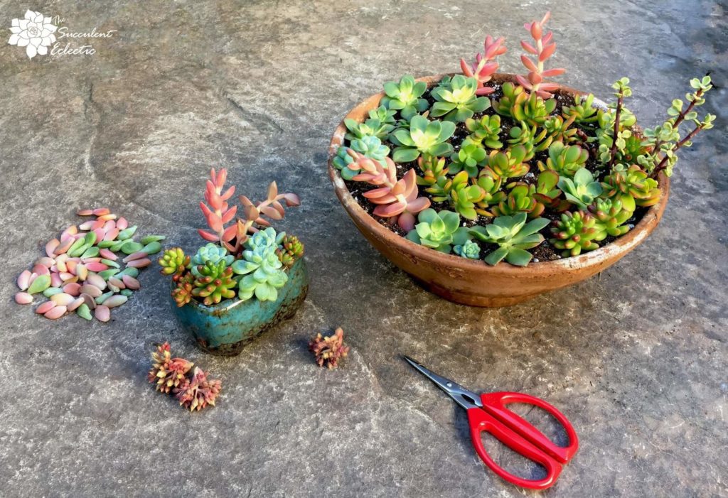 how to grow succulent cuttings