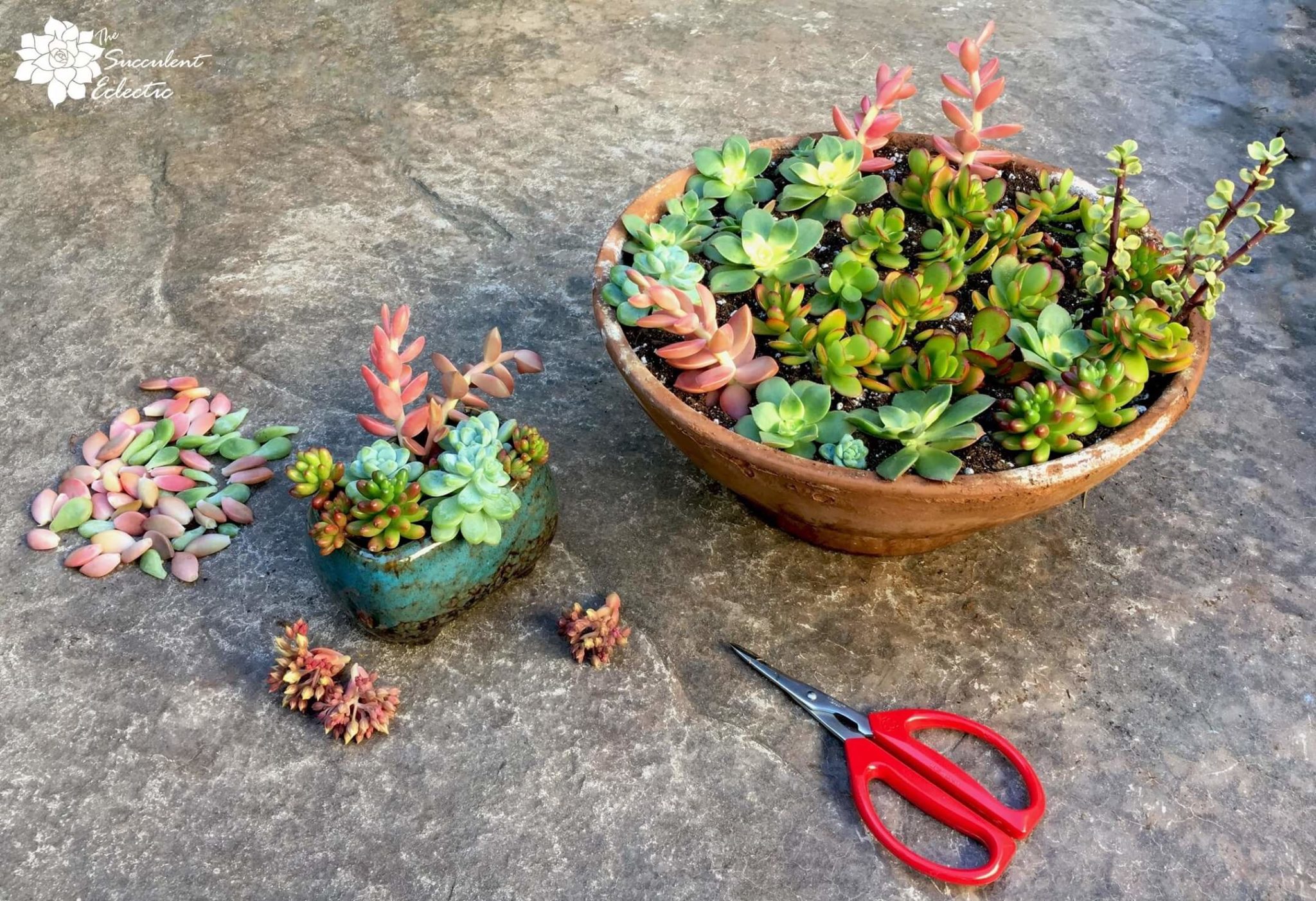 How To Grow Succulent Cuttings The Succulent Eclectic 
