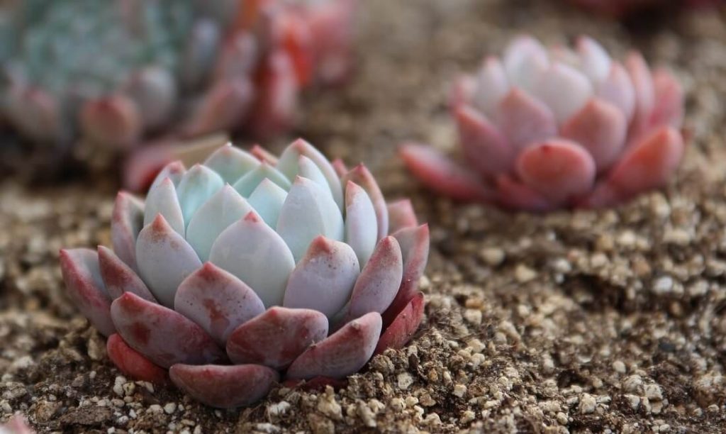 fast draining succulent soil