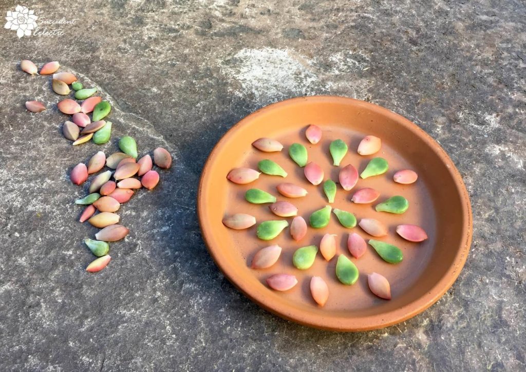 propagating succulents from leaves