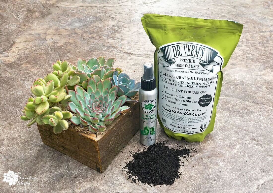 7 Simple Succulent Care Tips for Beginners [Infographic] The Succulent Eclectic