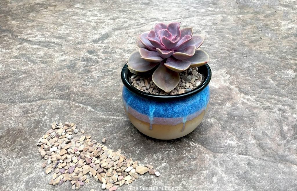 top dressing for succulents