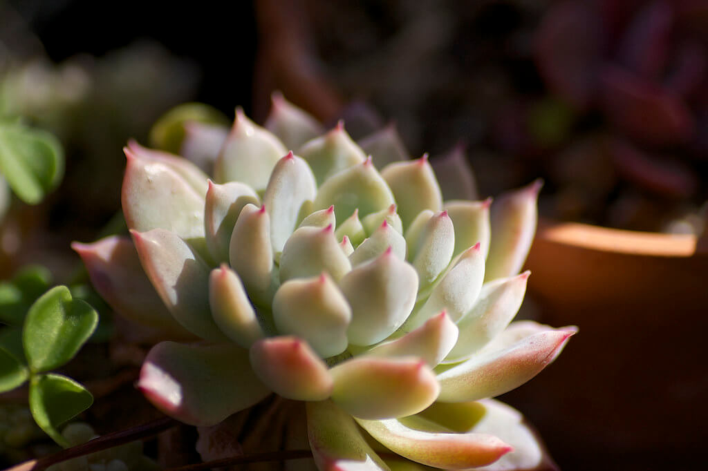 echeveria prolifica succulents leaning turn suculenta tudo