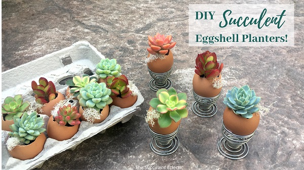 DIY succulent eggshell planters