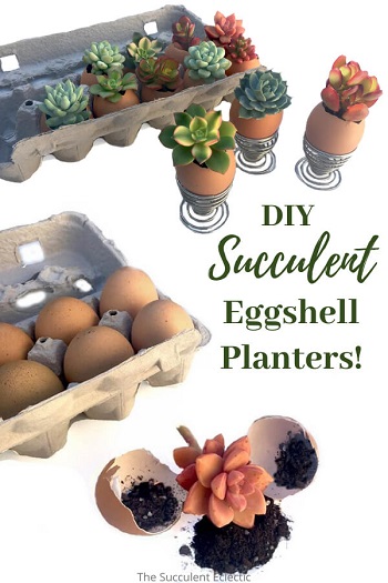 DIY Succulent eggshell planters