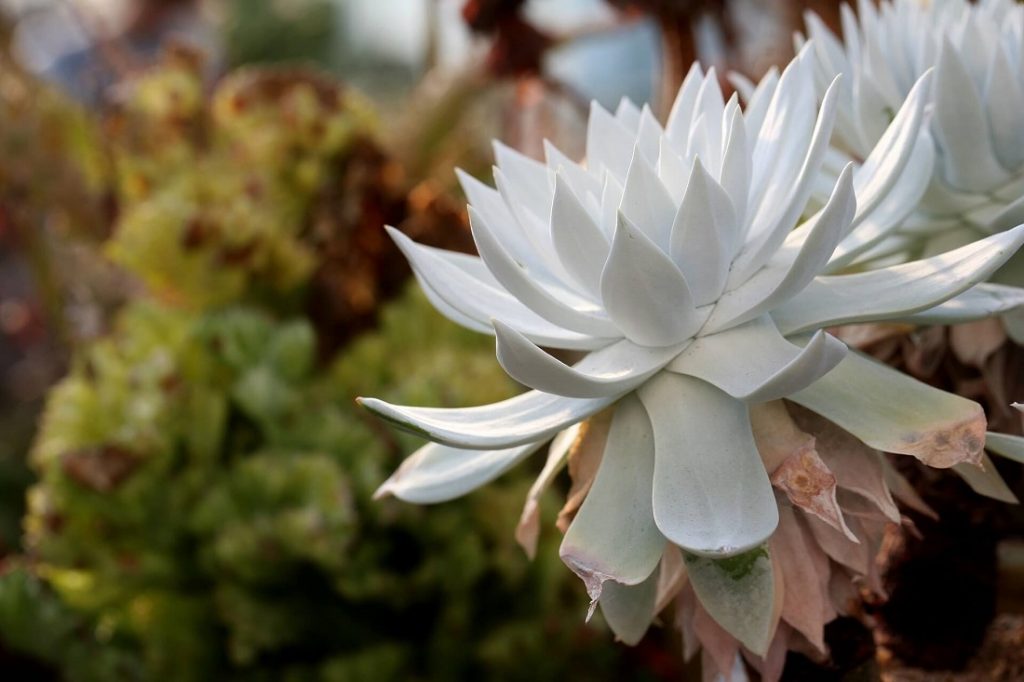 Healthy Echeveria with dried leaves at the base in need of grooming