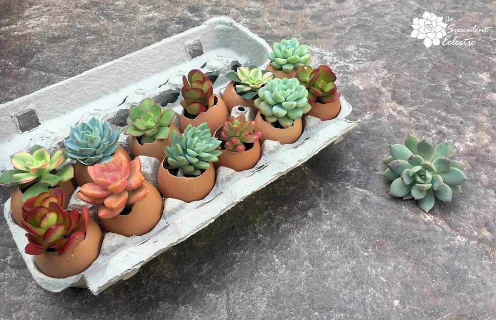 egg carton filled with succulent eggshell planters
