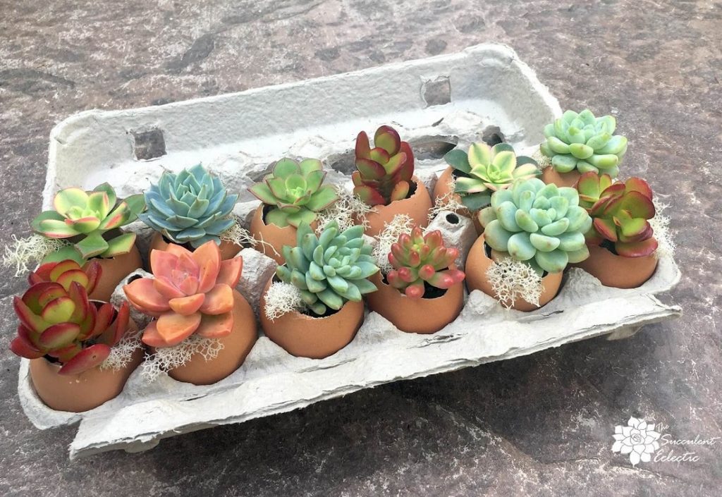 egg carton filled with succulent eggshell planters with moss added