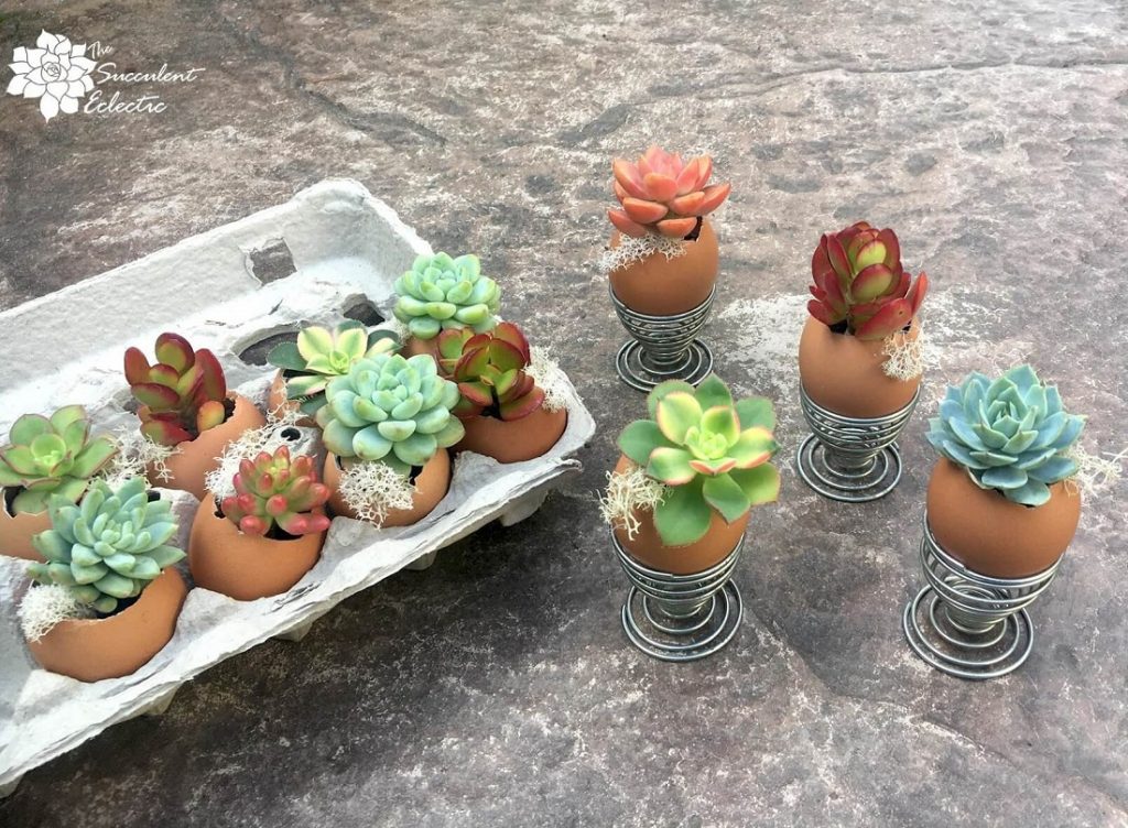 egg carton with succulent eggshell planters with moss 3