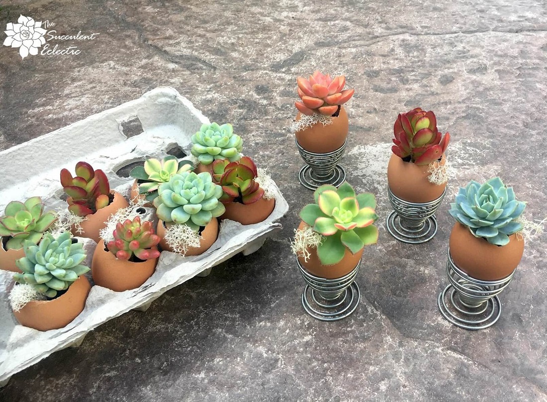 Read more about the article Adorable DIY Succulent Eggshell Planters