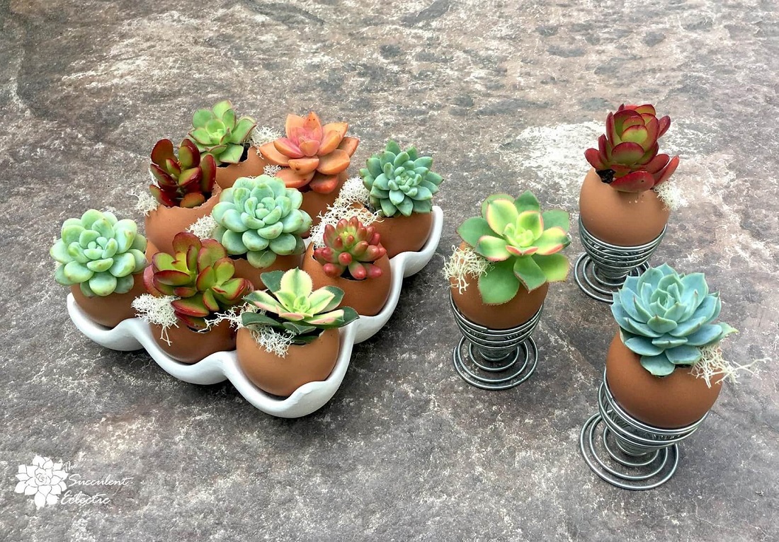 Adorable DIY Succulent Eggshell Planters The Succulent Eclectic