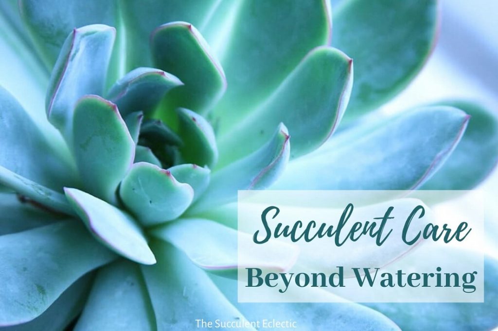 succulent care beyond watering