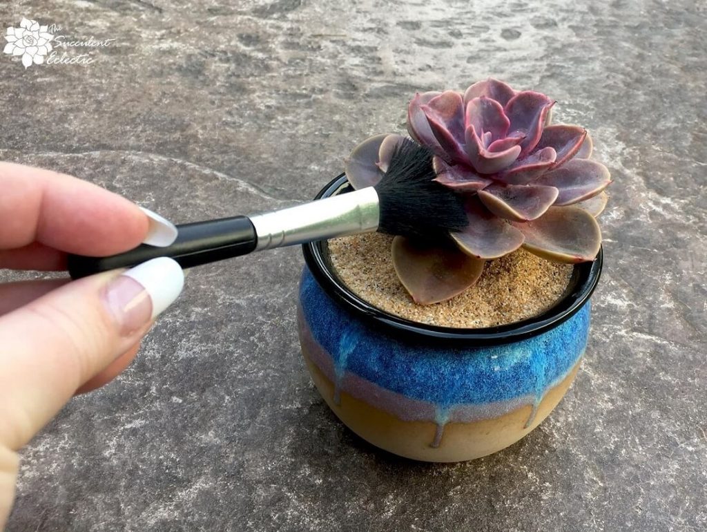 using a soft brush to clean a succulent Echeveria Perle von Nurnberg