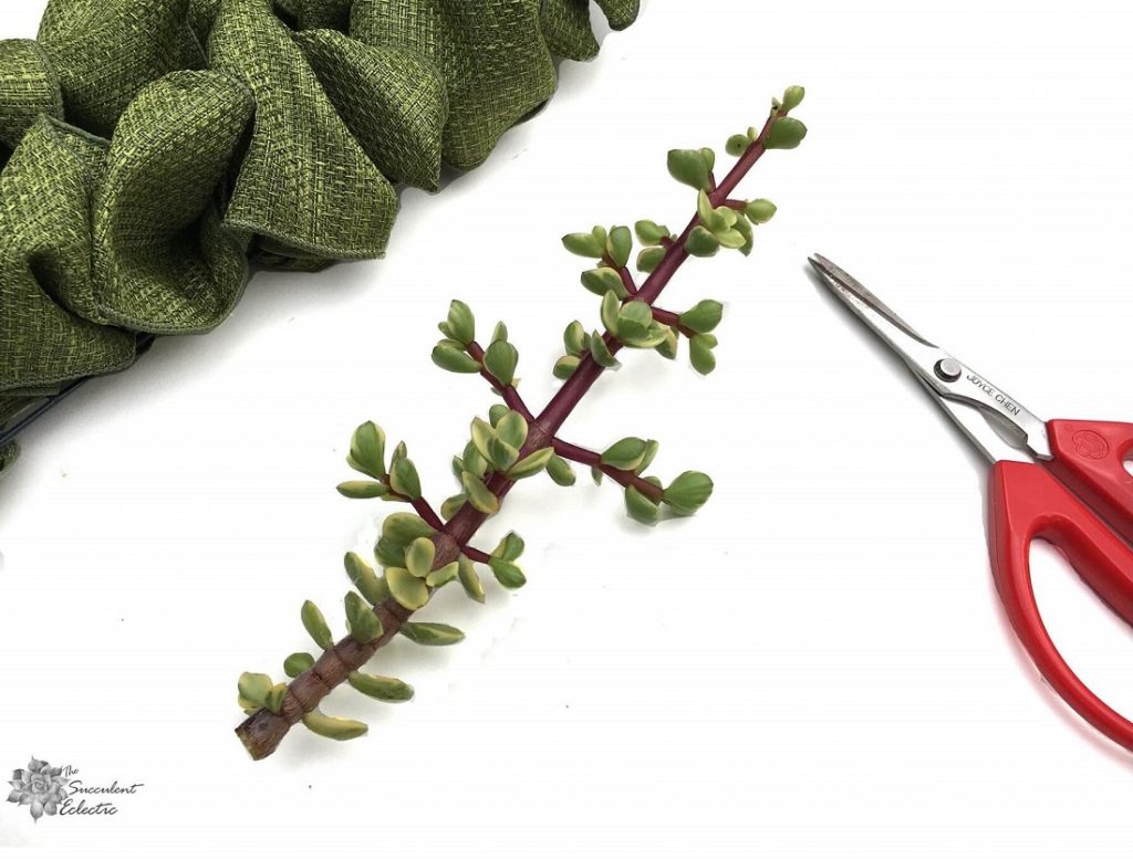 Portulacaria afra stem, scissors and edge of burlap wreath