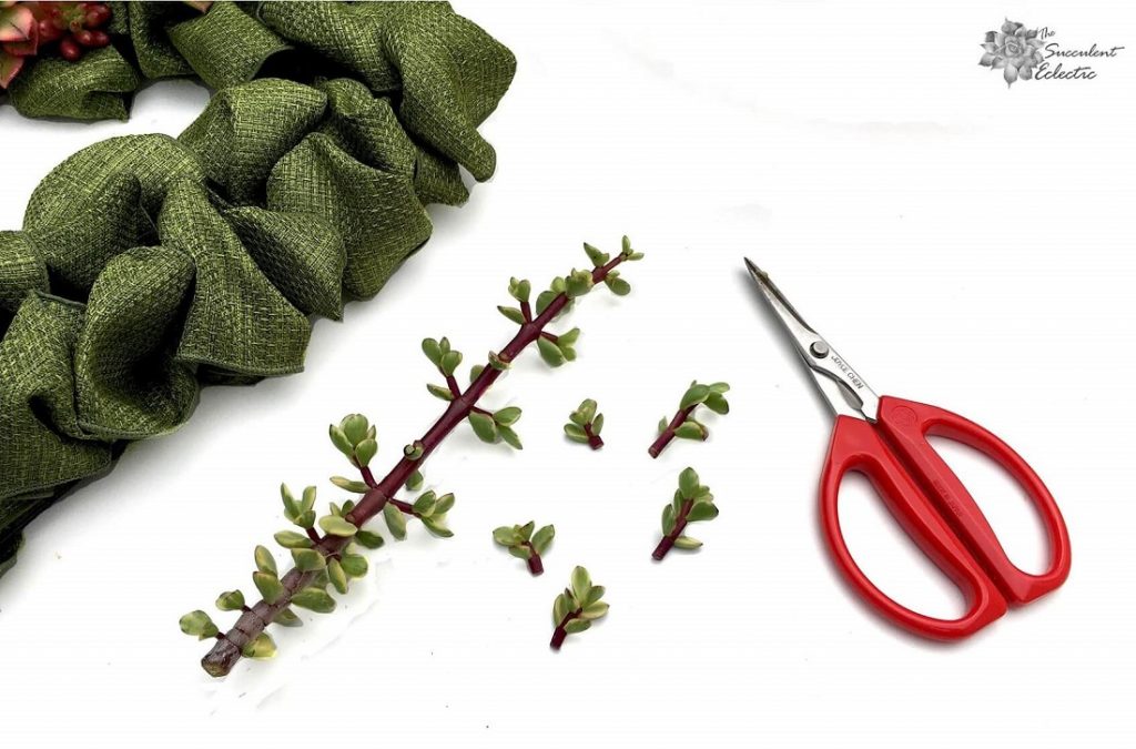 preparing portulacaria cuttings to add to burlap wreath