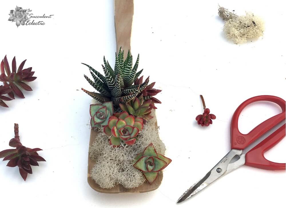continue adding succulents to the wooden stick handle