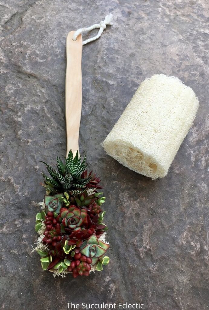 finished succulents on a stick with loofah