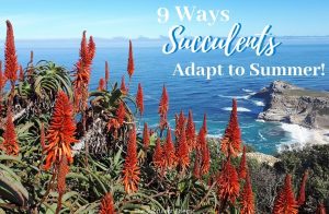 Read more about the article 9 Succulent Adaptations to Summer!