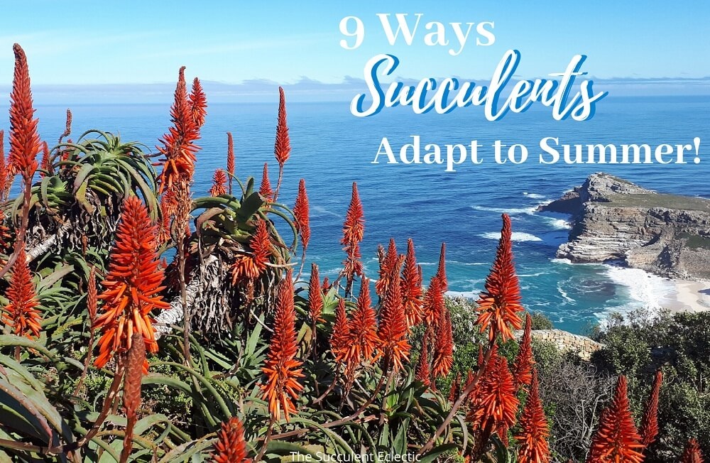 You are currently viewing 9 Succulent Adaptations to Summer!