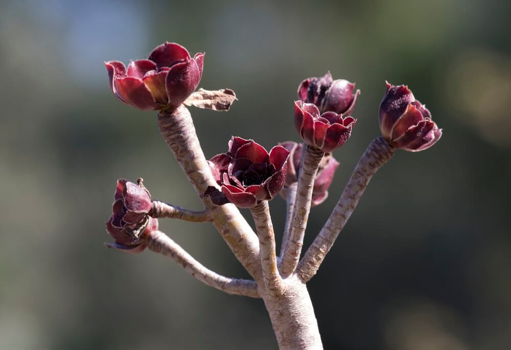 Black Aeonium drops leaves when dormant in summer