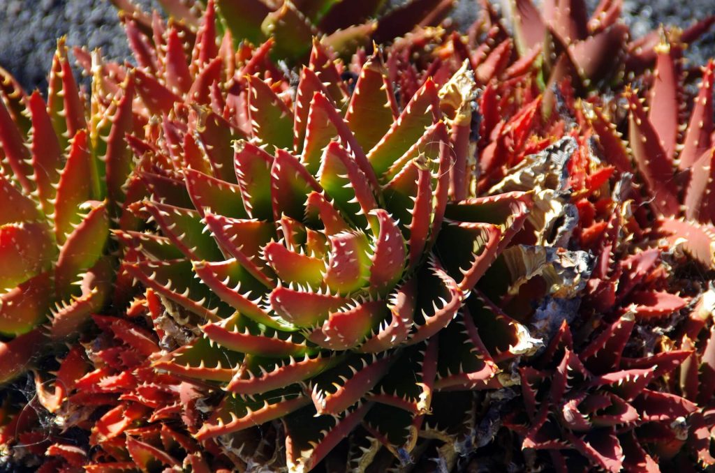 Aloe flushed deep red in response to summer sunshine