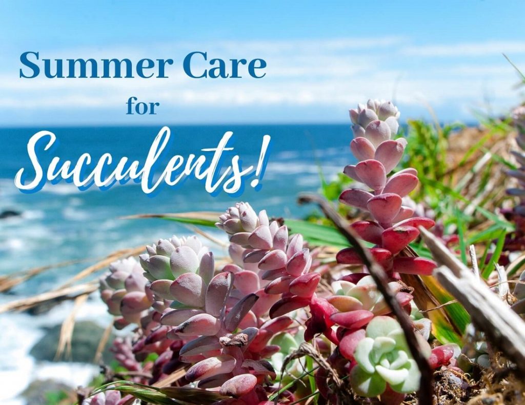 Summer Care for Succulents