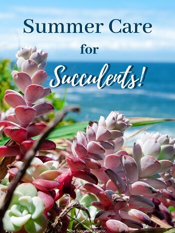 succulent care in summer