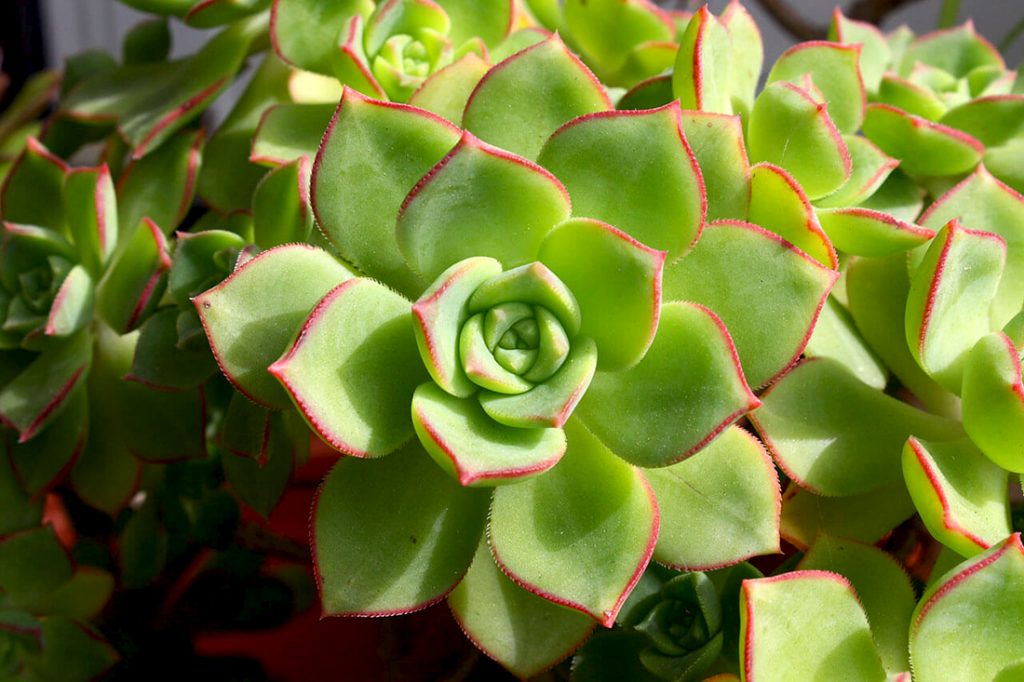 Aeonium Kiwi