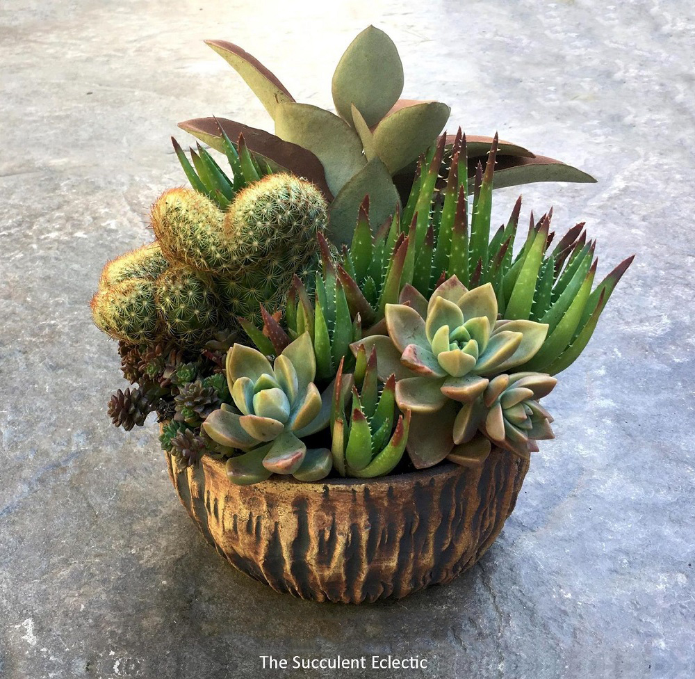 Close planted succulents in a Susan Aach Pot
