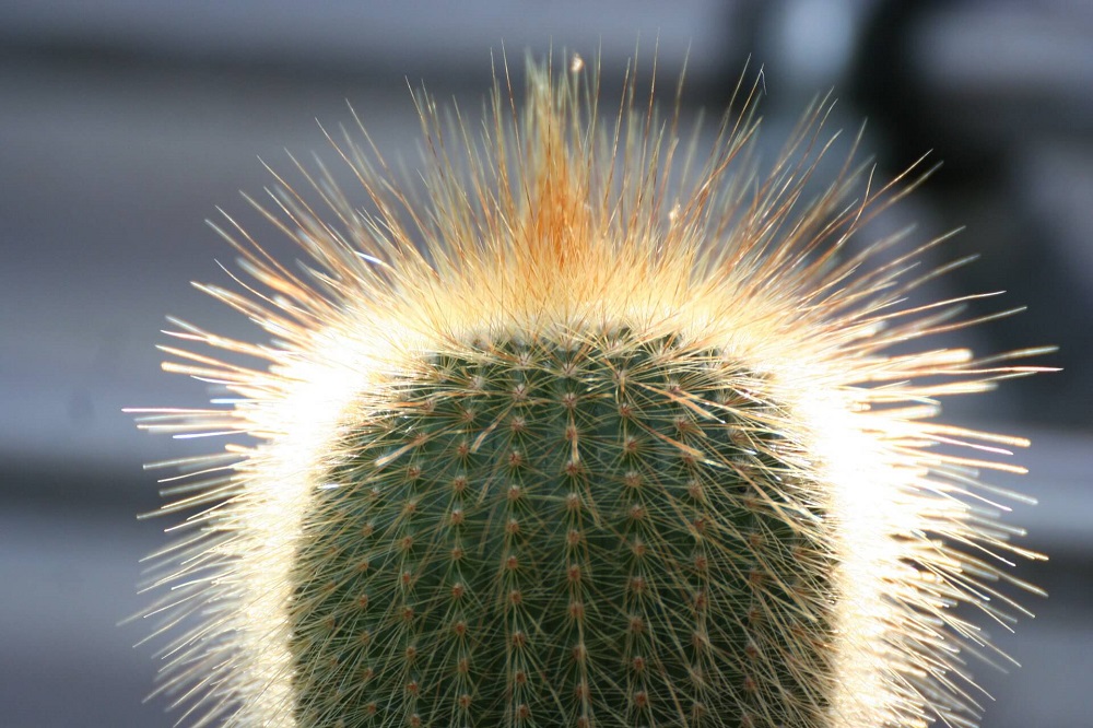 cactus with spines backlit by the sun