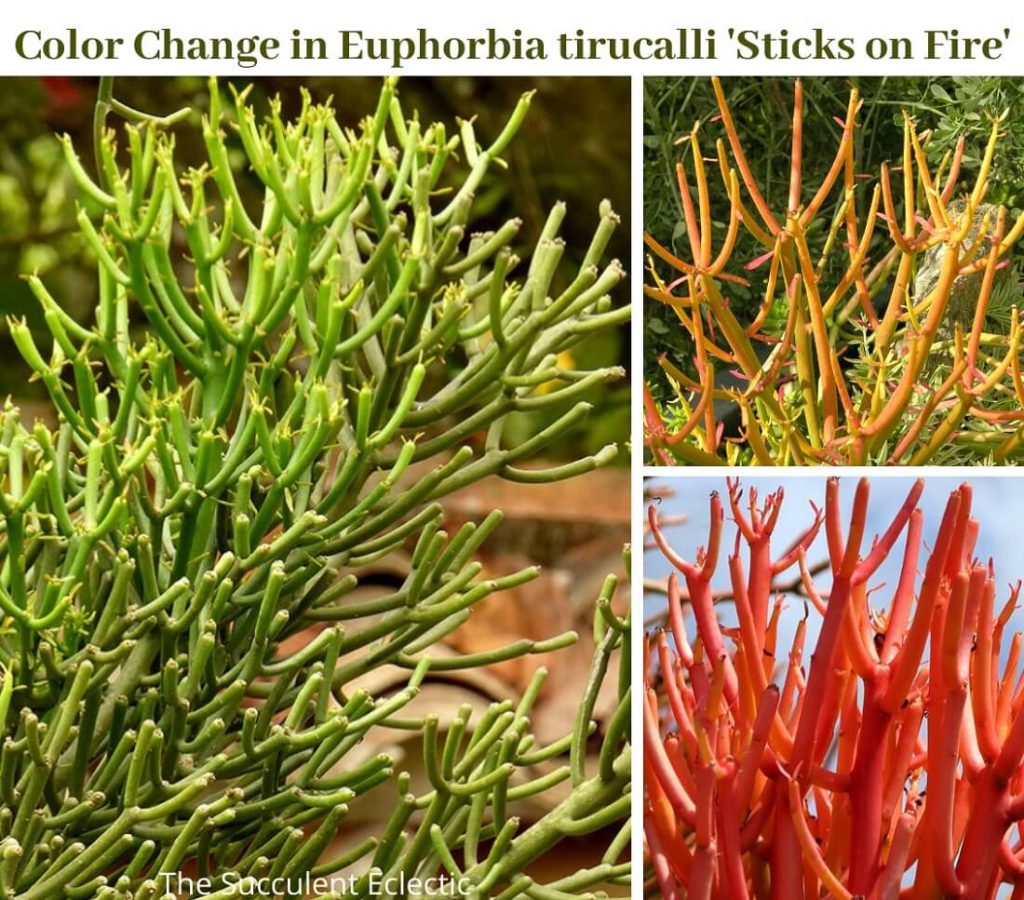 Euphorbia tirucalli Showing colorful response to change in seasons