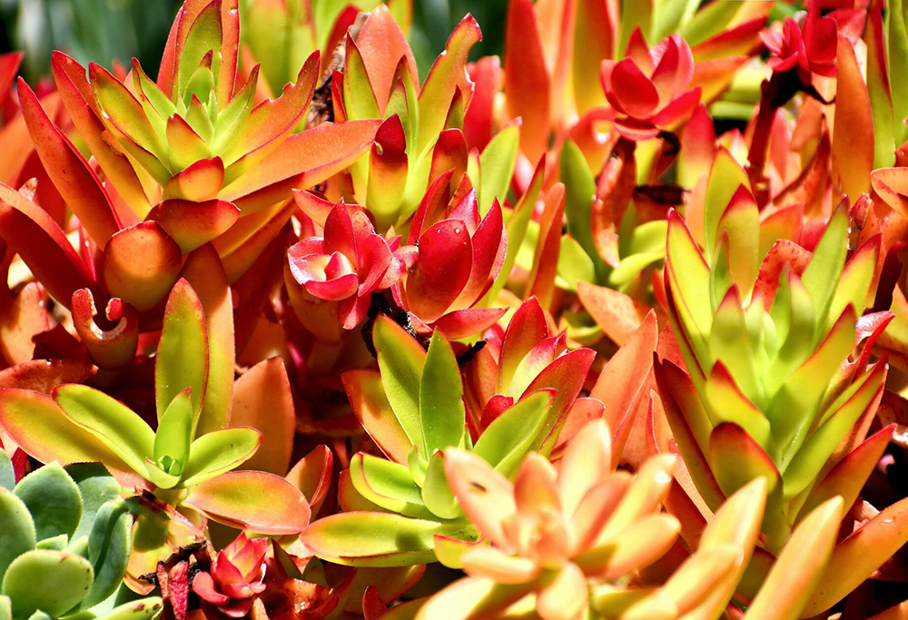 Crassula capitella Campfire is especially colorful in summer