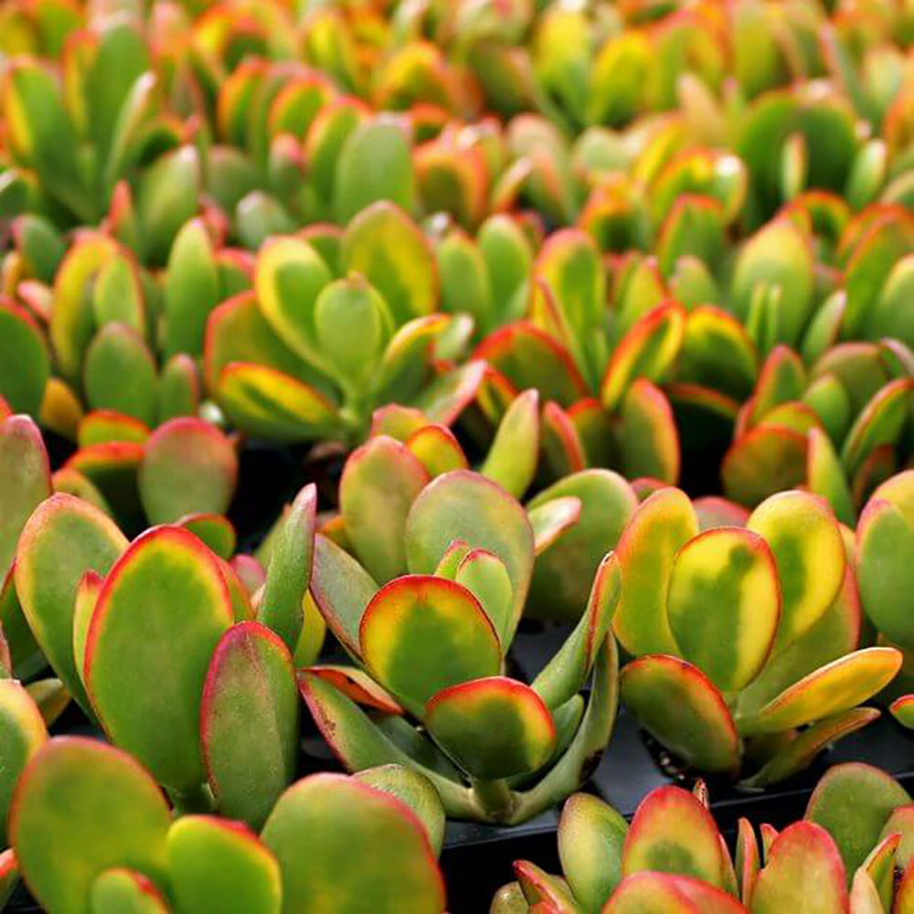 Crassula ovata Hummel's Sunset