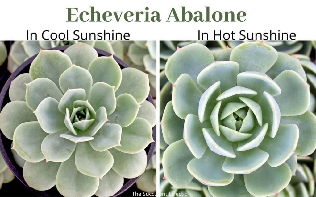 Echeveria Abalone in spring and in summer