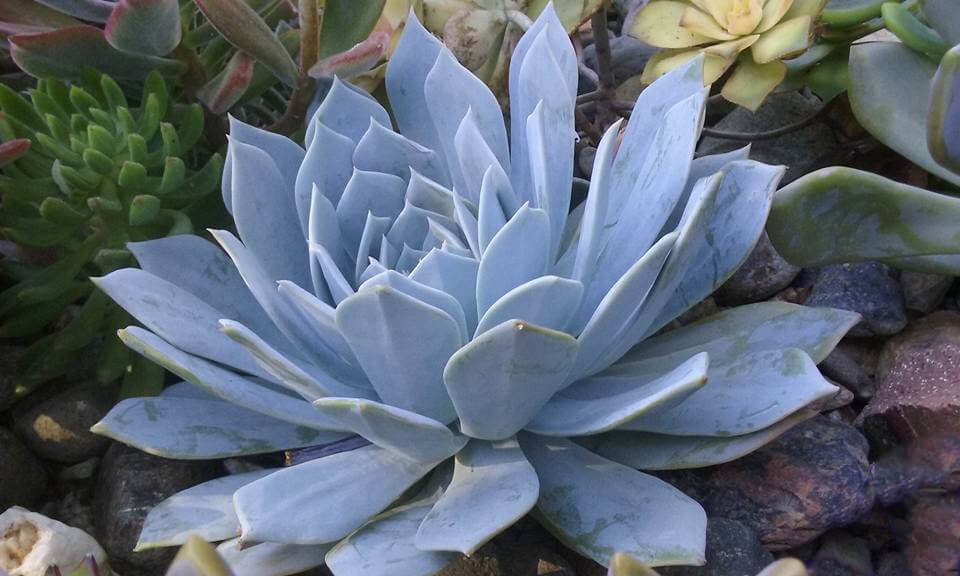 Echeveria with Epicuticular Wax