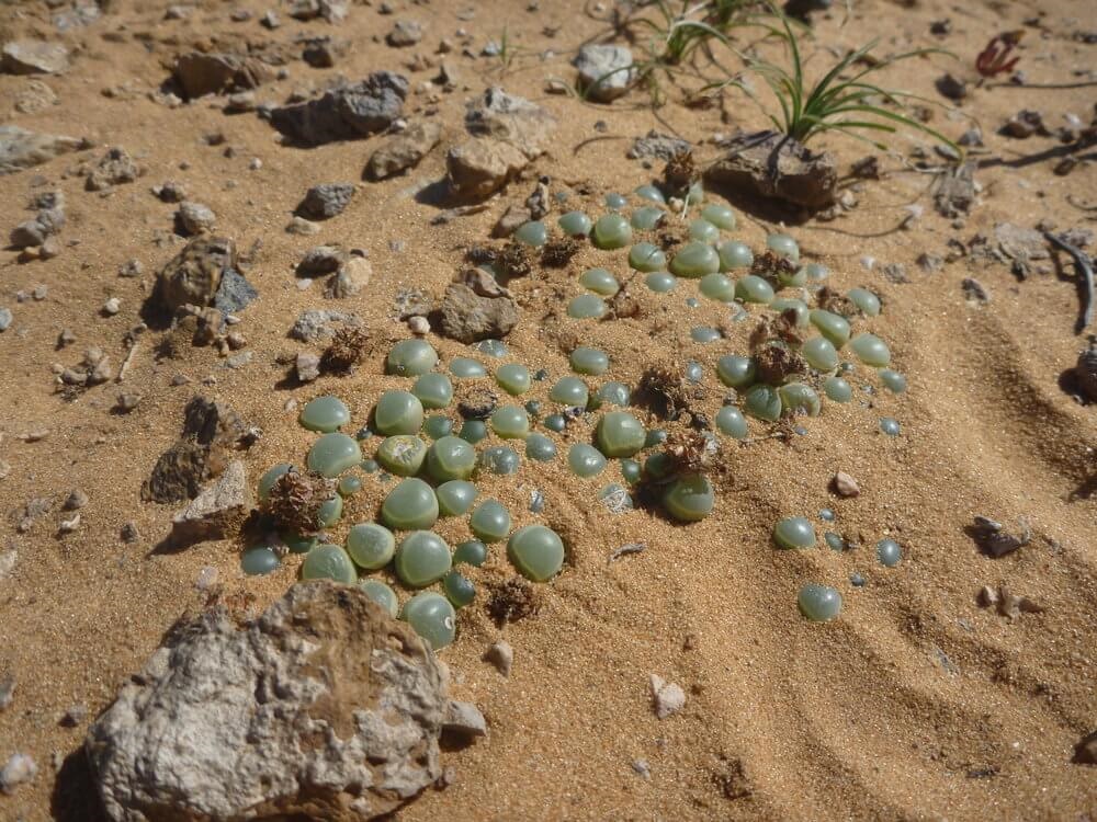 Fenestraria Baby Toes growing Under ground with just leaf windows exposed