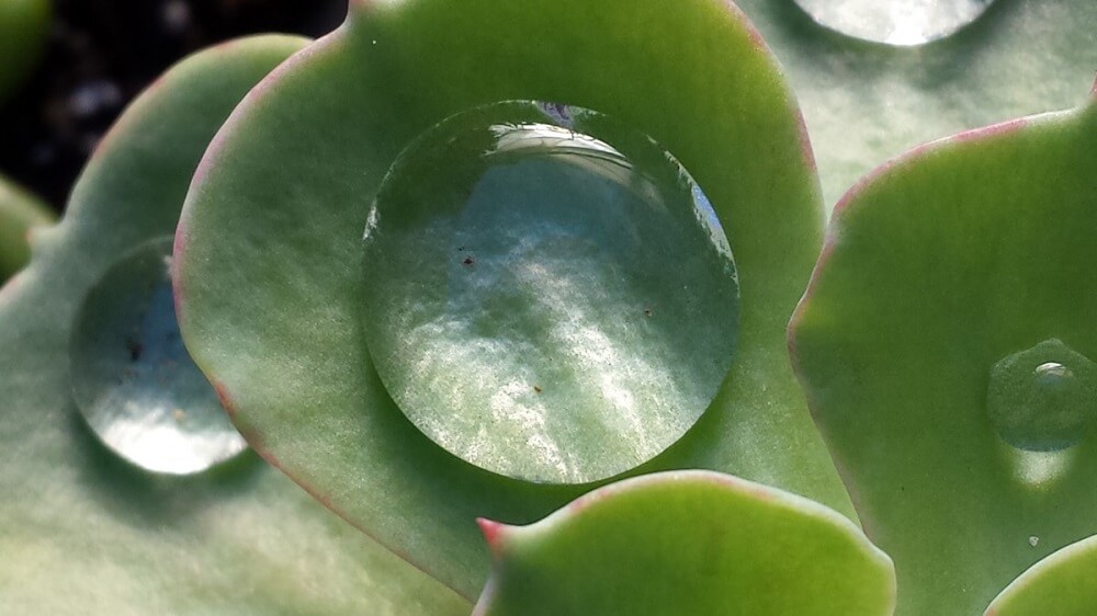 water on succulent leaves