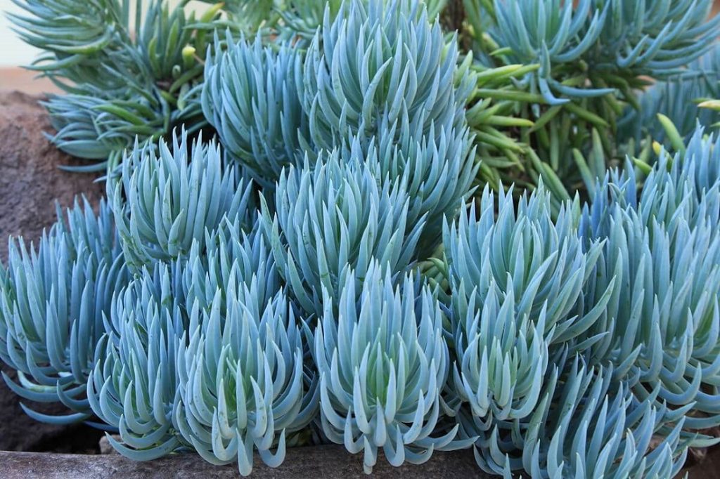 Senecio mandraliscae - excellent succulent ground cover