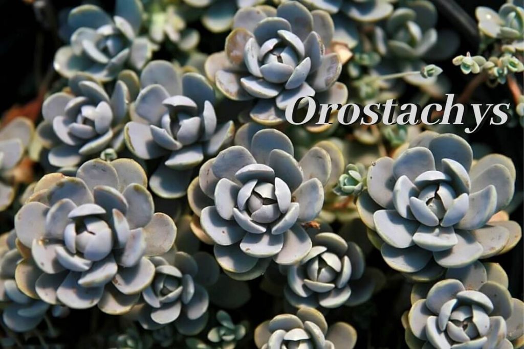 All about growing Orostachys