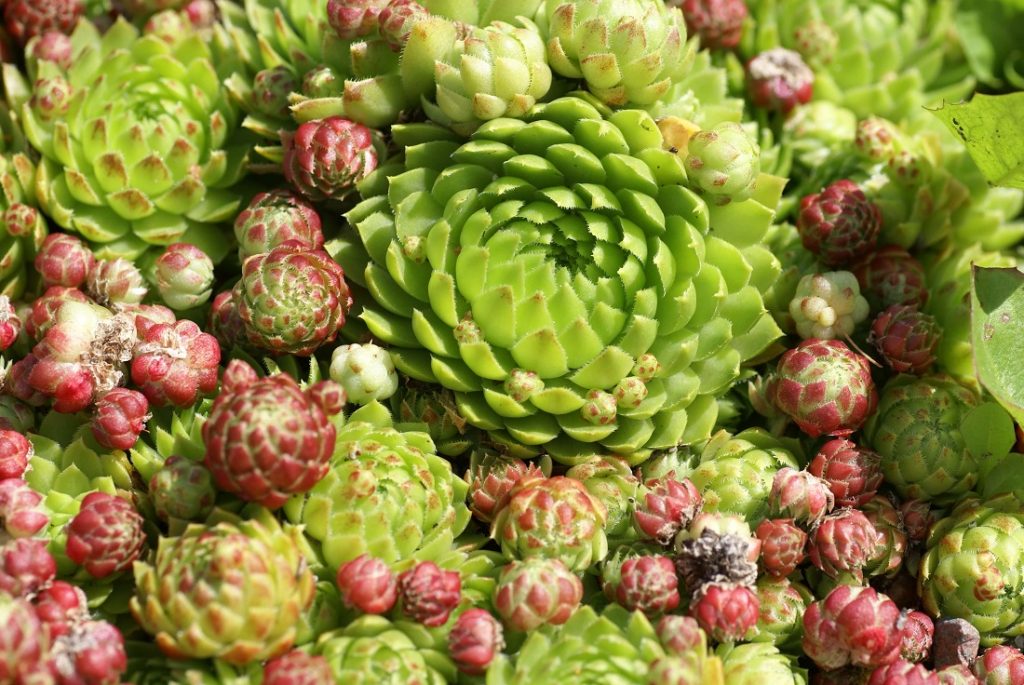 jovibarba globifera is a cold hardy succulent ground cover