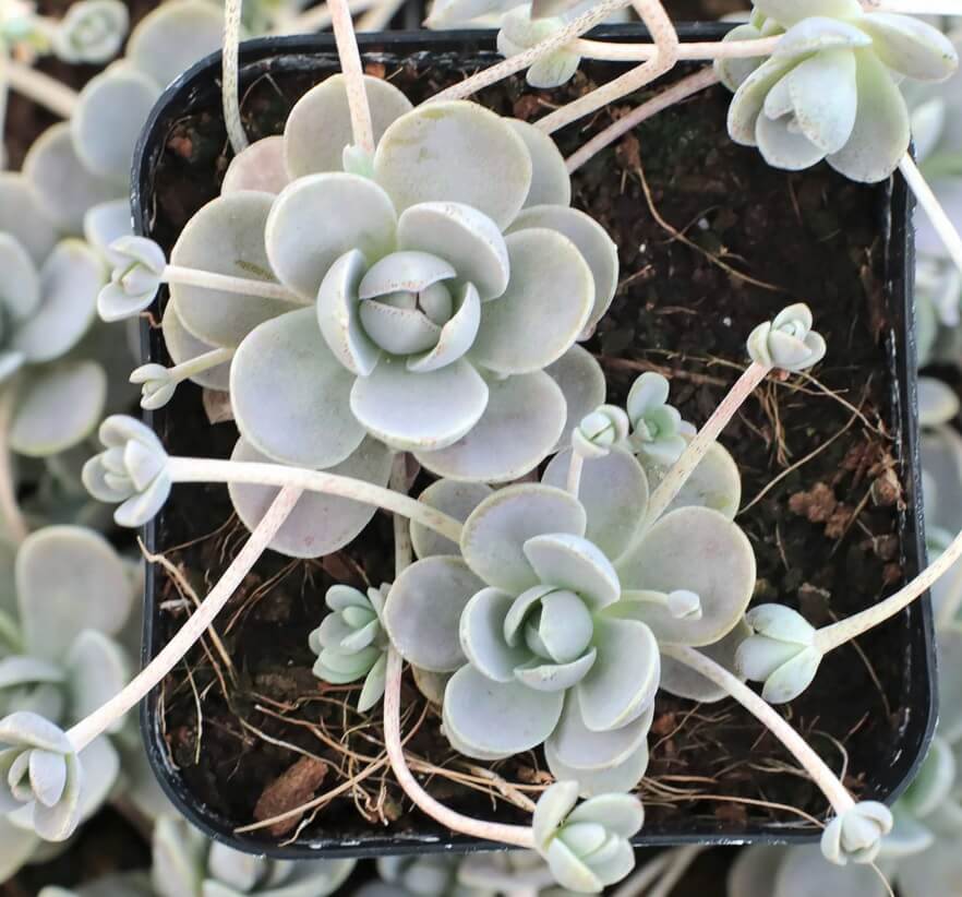 Orostachys malacophylla var. iwarenge - hardy succulent