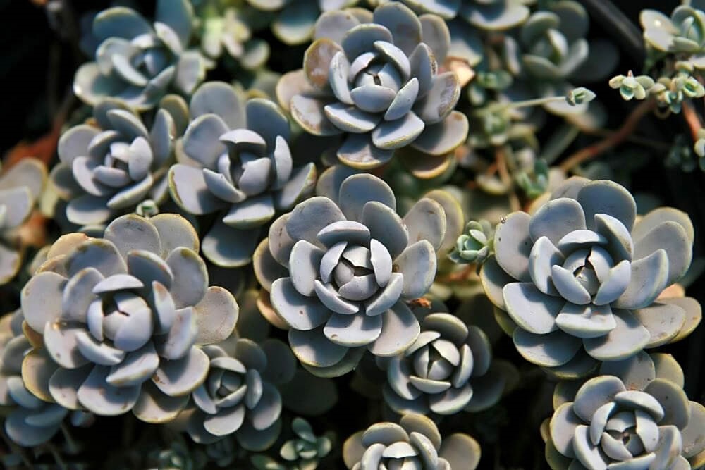 Orostachys malacophylla var. iwarenge flowering ground cover