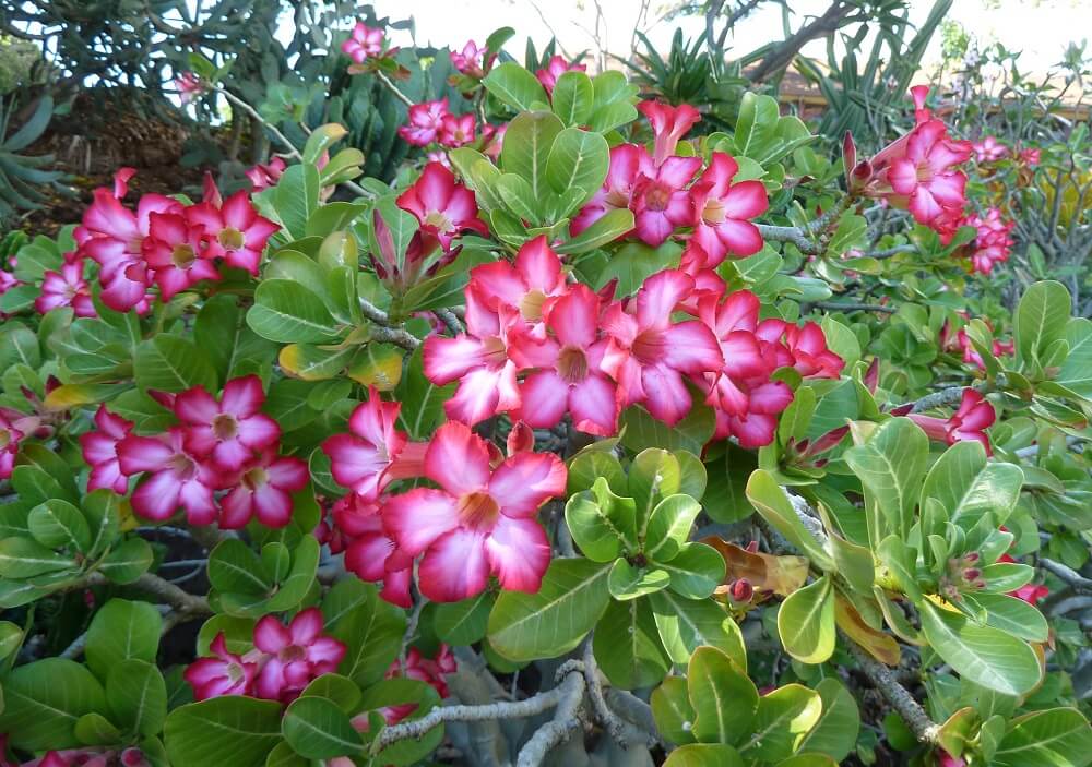 Adenium obesum a flowering succulent