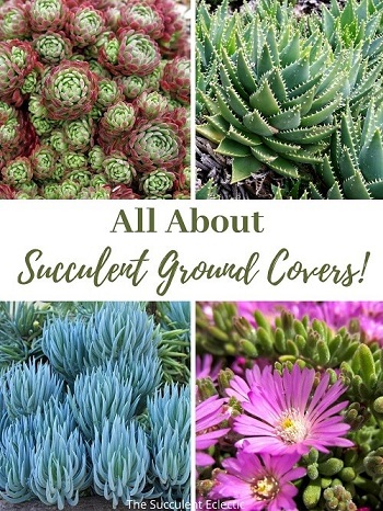 all about succulent ground covers