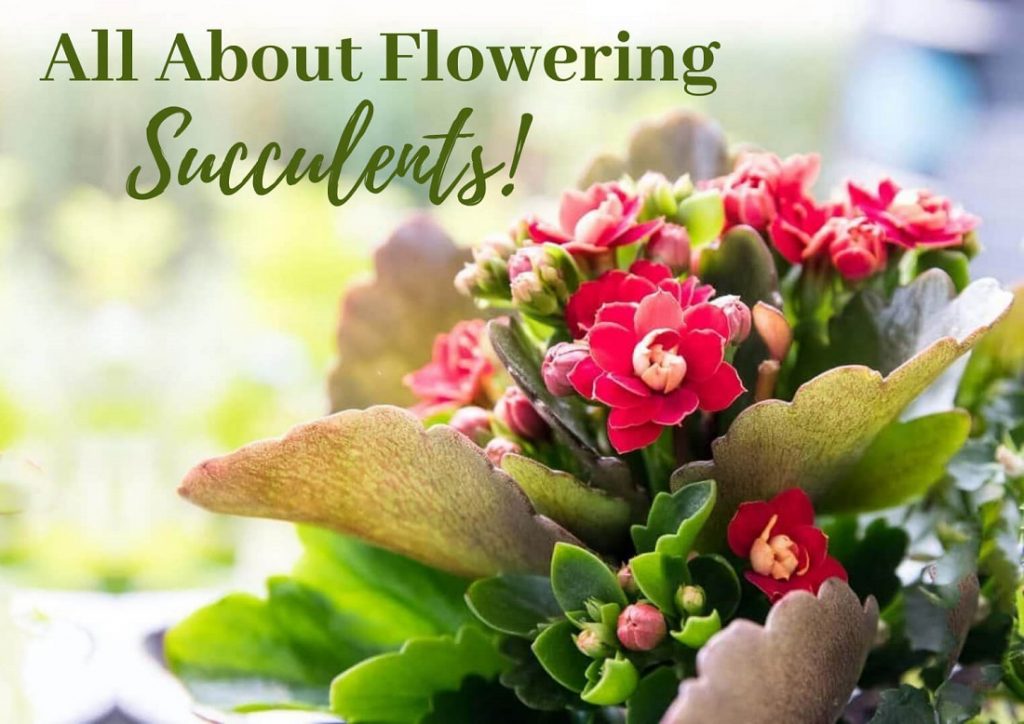 All About Flowering Succulents