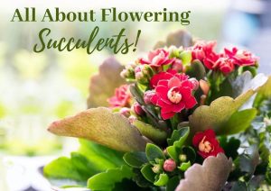Read more about the article All About Flowering Succulents + Best 16 Picks!