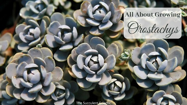 all about growing Orostachys
